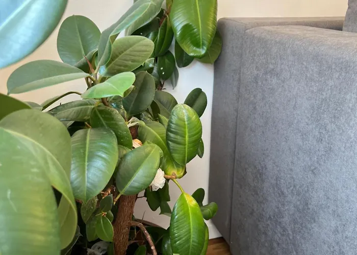 Sena Center Sarajevo